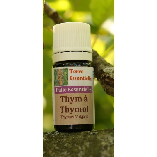 Huile essentielle Thym thymol