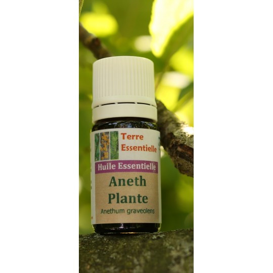 Huile essentielle Aneth plante