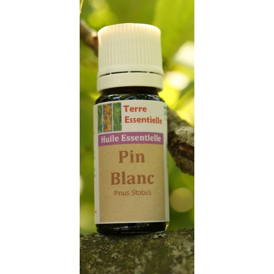 Huile essentielle Pin blanc
