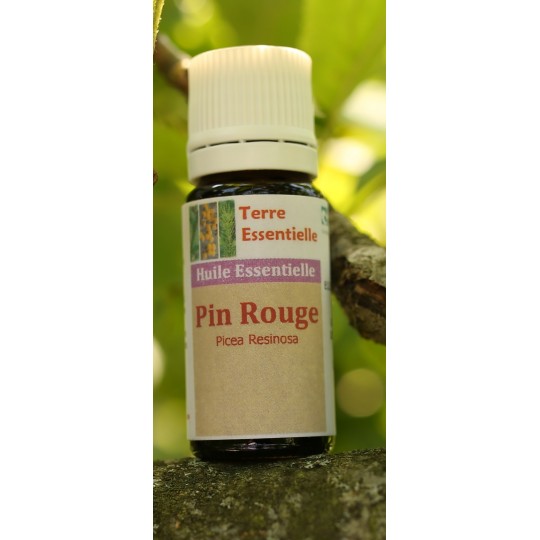 Huile essentielle Pin rouge